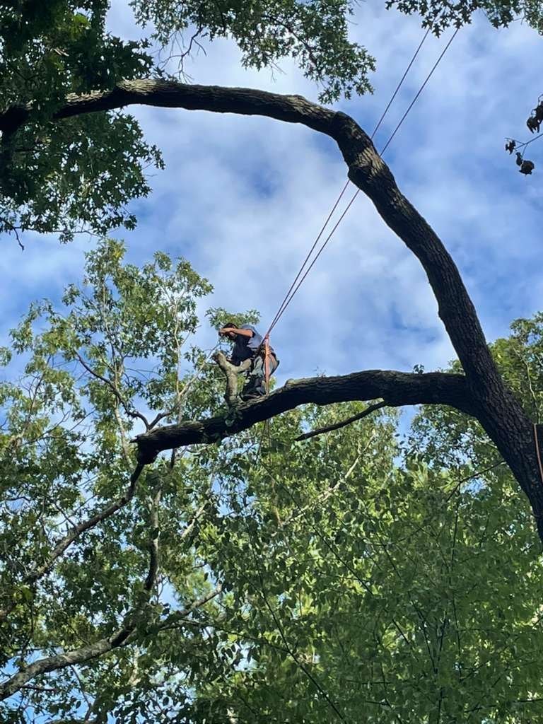 Tree work in progress