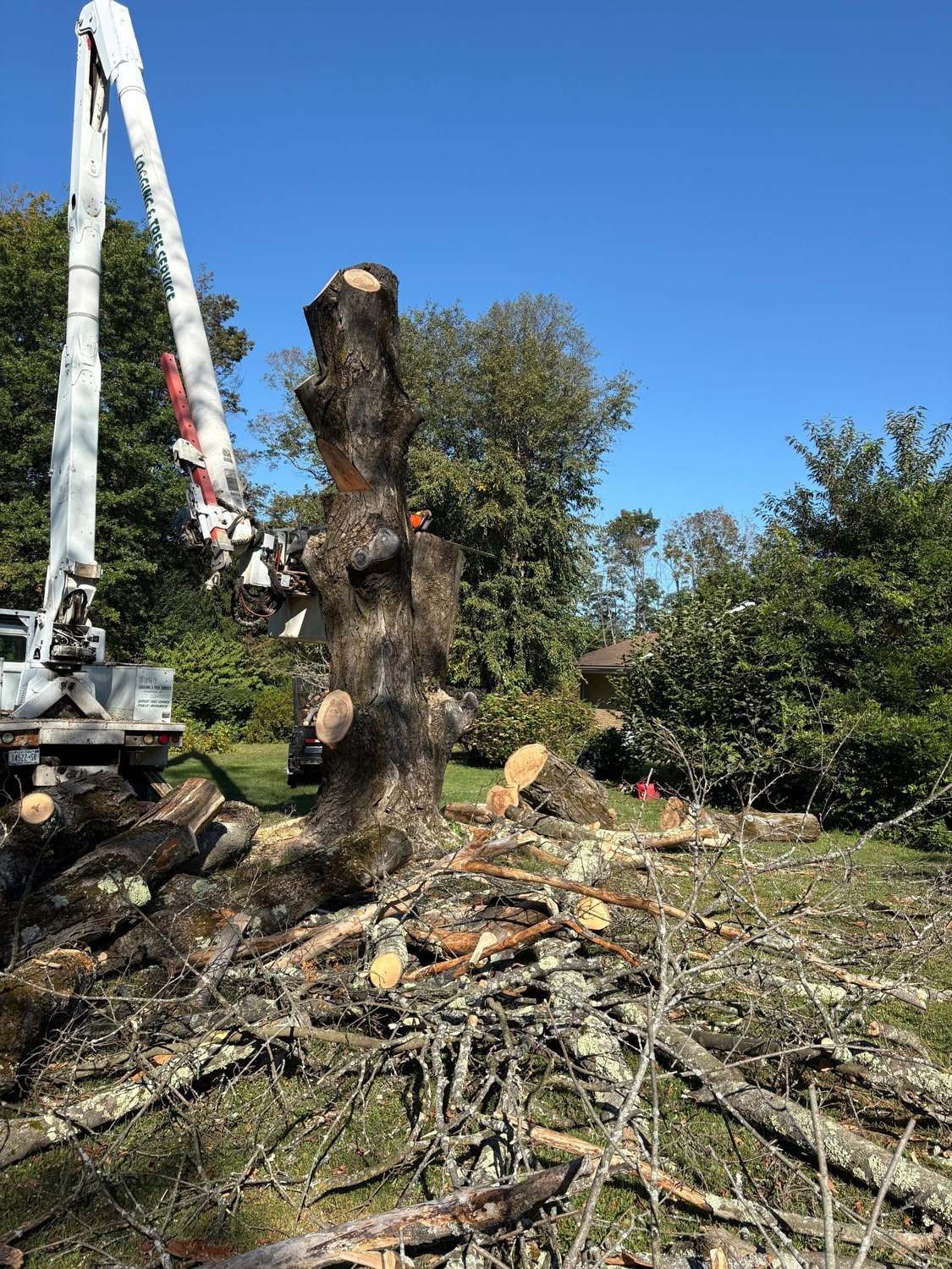 Tree service on a residential property