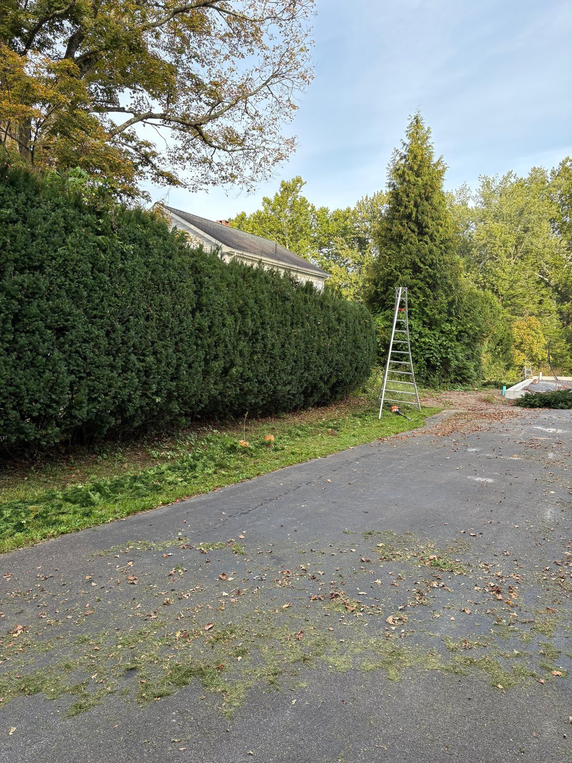 A neatly trimmed hedge