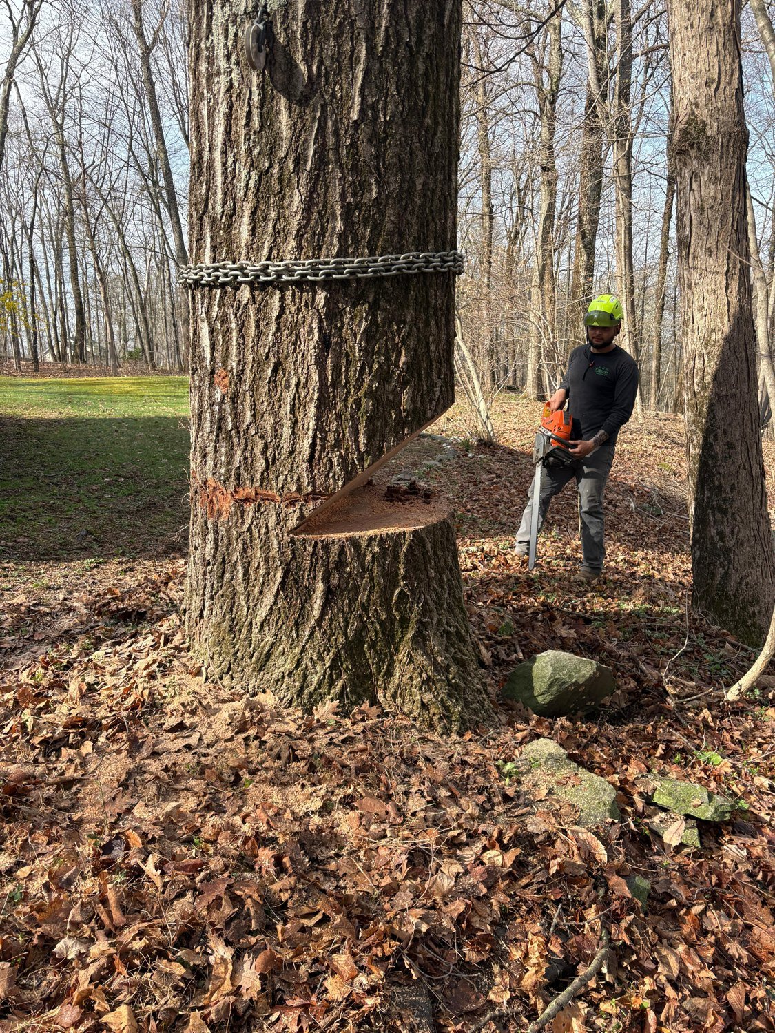 A worker carrying out tree work on a customer property