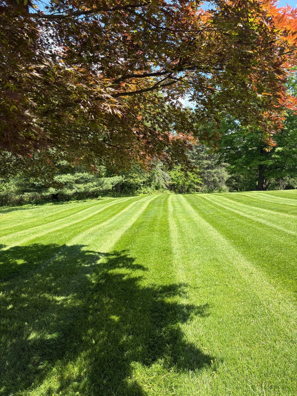 A freshly mowed lawn