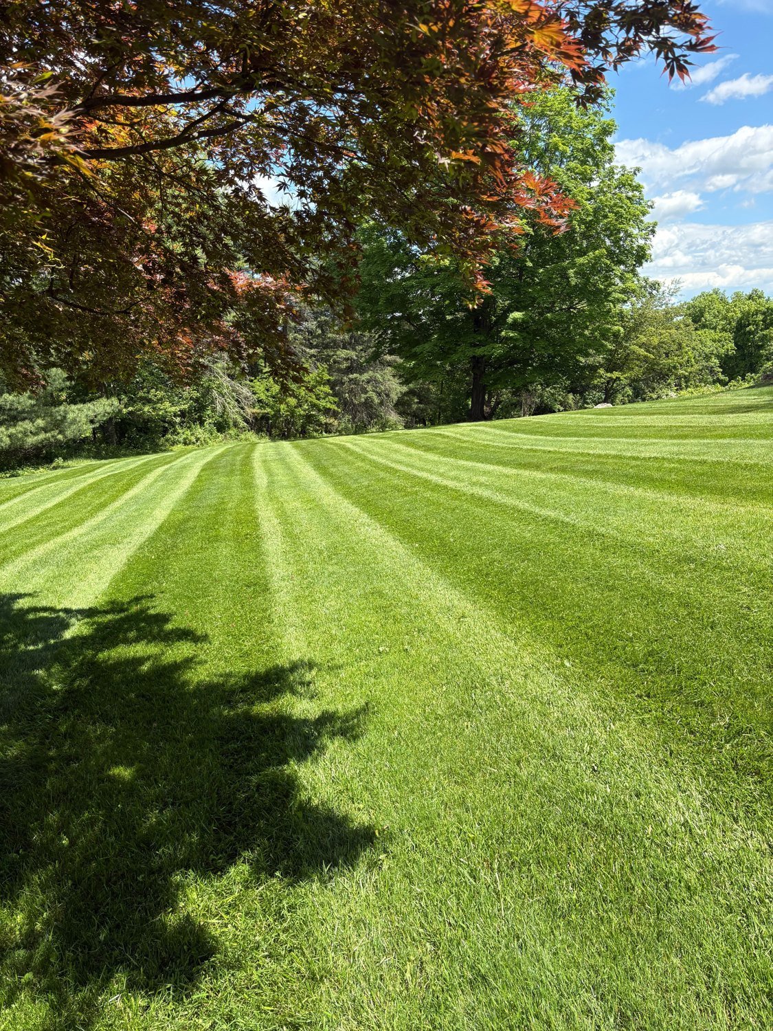 Striped lawn surrounded by trees