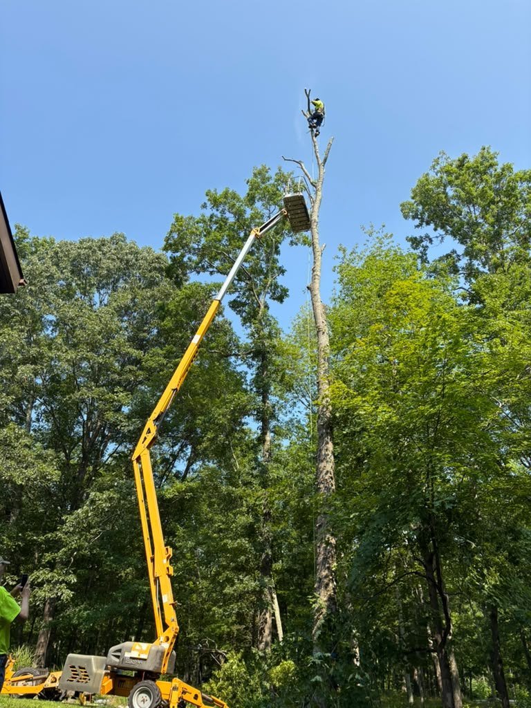 Tree work with a lift